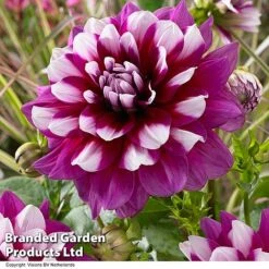 Dahlia 'Perfect Patchwork Collection' -NAOMI Plant Shop DAHL PATCHES H51725
