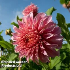 Dahlia 'Dark Diamond Mix' -NAOMI Plant Shop DAHL PENHILLWA L45035