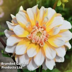 Dahlia 'Perfect Patchwork Collection' -NAOMI Plant Shop DAHL PERFPATCH W51606