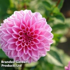 Dahlia 'Perfect Pompom Collection' -NAOMI Plant Shop DAHL POMPOMCOL W51603