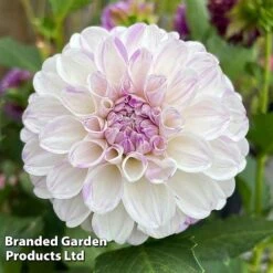 Dahlia 'Perfect Pompom Collection' -NAOMI Plant Shop DAHL POMPOMCOL W51604