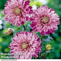 Dahlia 'Perfect Patchwork Collection' -NAOMI Plant Shop DAHL SMOKEY H39918