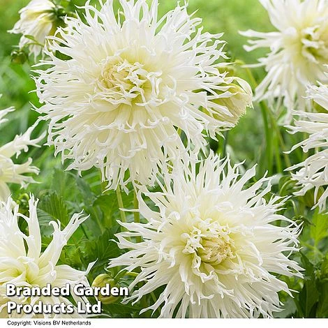 Dahlia 'Tsuku-Yori-No-Shisha' 1 Dahlia 'Tsuku-Yori-No-Shisha'