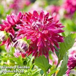 Dahlia 'Dark Diamond Mix' -NAOMI Plant Shop DAHL VANCOUVER S28872