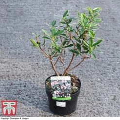 Daphne Odora 'Aureomarginata' -NAOMI Plant Shop DAPH 93696 A