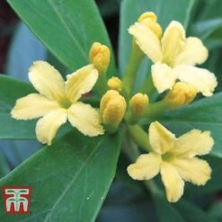 Daphne Gemmata 'Royal Crown' -NAOMI Plant Shop DAPH T79753 B