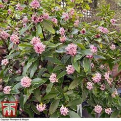 Daphne Odora 'Rogalski' -NAOMI Plant Shop DAPH WKC0234 D