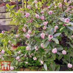 Daphne Odora 'Rogalski' -NAOMI Plant Shop DAPH WKC0234 E