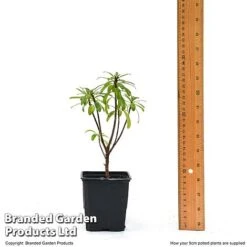 Daphne X Transatlantica 'Pink Fragrance' -NAOMI Plant Shop DAPH PINKFR9CM T45492