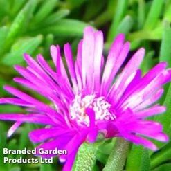 Delosperma Cooperi -NAOMI Plant Shop DELO 64018 C