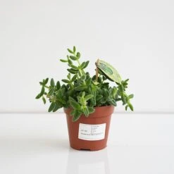 Delosperma Echinatum -NAOMI Plant Shop DELO ECHIN12CM T45110