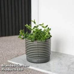 Delosperma Echinatum