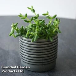 Delosperma Echinatum -NAOMI Plant Shop DELO ECHINATUM T45115B