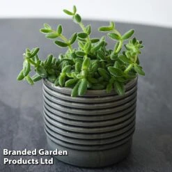 Delosperma Echinatum -NAOMI Plant Shop DELO ECHINATUM T45116A