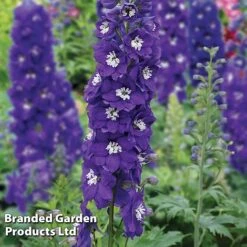 Perennial Eternal Flowering Collection -NAOMI Plant Shop DELP DARKBWHBE S310572022