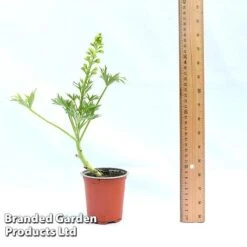 Delphinium 'Red Lark' -NAOMI Plant Shop DELP REDLAR9CM A