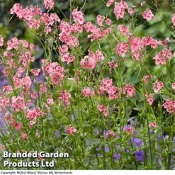 Diascia Personata 'Hopleys' -NAOMI Plant Shop DIACIAPERSONATAHOPLEYS A