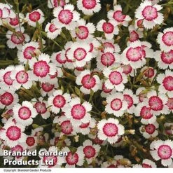 Dianthus Deltoides 'Arctic Fire'