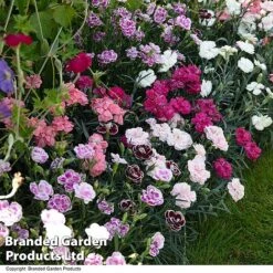 Dianthus 'Garden Pleasures Collection' -NAOMI Plant Shop DIAN GARDENPLE T44438