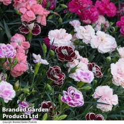 Dianthus 'Garden Pleasures Collection' -NAOMI Plant Shop DIAN GARDENPLE T444391