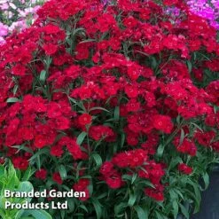 Perennial Eternal Flowering Collection -NAOMI Plant Shop DIAN ROCKINRED S364832021