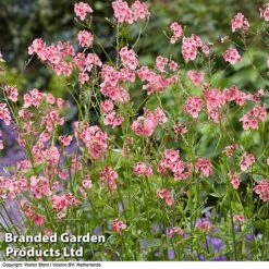 Diascia Personata 'Hopleys' -NAOMI Plant Shop DIAS WKC7169 D