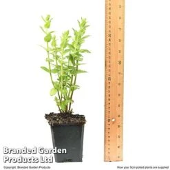 Diascia Personata 'Hopleys' -NAOMI Plant Shop DIAS HOPLEY9CM T49943