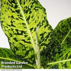 Dieffenbachia 'Reflector' -NAOMI Plant Shop DIEF MACREFLEC T33674