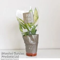 Dieffenbachia Seguine Sublime -NAOMI Plant Shop DIEF SUBLI17CM T39040