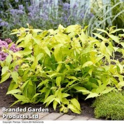 Diervilla Rivularis 'Honeybee' -NAOMI Plant Shop DIER HONEYBEE H61937