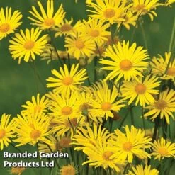 Perennial Eternal Flowering Collection -NAOMI Plant Shop DORO LITTLELEO L111152021