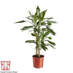 Dracaena Fragrans (House Plant) -NAOMI Plant Shop DRAC 2898 A1