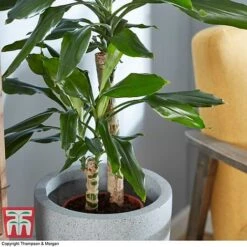 Dracaena Fragrans (House Plant) -NAOMI Plant Shop DRAC 2898 A4