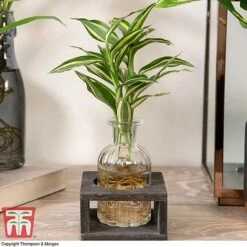 Dracaena Sanderiana 'Victory' In Bottle & Stand -NAOMI Plant Shop DRAC KB3999 D
