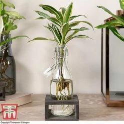Dracaena Sanderiana 'Victory' In Bottle & Stand -NAOMI Plant Shop DRAC KB3999 F