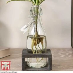 Dracaena Sanderiana 'Victory' In Bottle & Stand -NAOMI Plant Shop DRAC KB3999 G