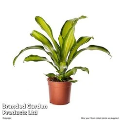 Dracaena Fragrans 'Charley'