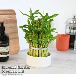 Dracaena Sanderiana 'Lucky Bamboo' -NAOMI Plant Shop DRAC SANDE12CM T48324