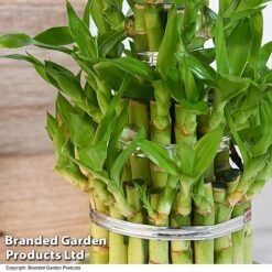 Dracaena Sanderiana 'Lucky Bamboo' -NAOMI Plant Shop DRAC SANDE12CM T48326