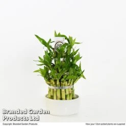 Dracaena Sanderiana 'Lucky Bamboo' -NAOMI Plant Shop DRAC SANDE12CM T48327