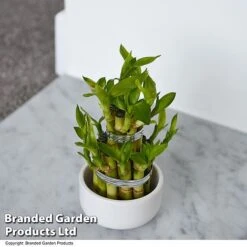 Dracaena Sanderiana 'Lucky Bamboo' -NAOMI Plant Shop DRAC SANDERIAN T47329