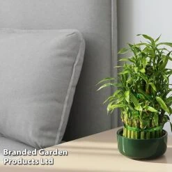 Dracaena Sanderiana 'Lucky Bamboo' -NAOMI Plant Shop DRAC SANDERIAN W45407