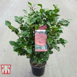 Camellia Japonica 'Doctor King' -NAOMI Plant Shop DRKI 17664 A1