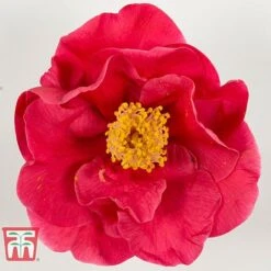 Camellia Japonica 'Doctor King' -NAOMI Plant Shop DRKI 17665 A1