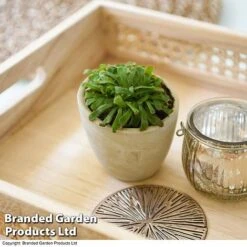 Drosera Aliciae -NAOMI Plant Shop DROS ALICIAE T41636