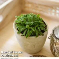 Drosera Aliciae -NAOMI Plant Shop DROS ALICIAE T41637