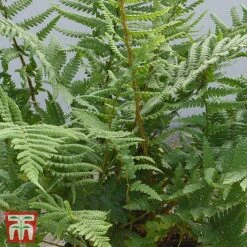 Dryopteris Affinis -NAOMI Plant Shop DRYO TKA2908 B