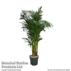 Dypsis Lutescens In Hydro Pot -NAOMI Plant Shop DYPS LUTES27CM T506351