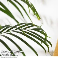 Dypsis Lutescens In Hydro Pot -NAOMI Plant Shop DYPS LUTESCENS T50758