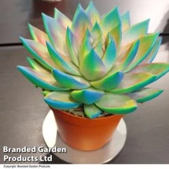 Echeveria 'Miranda Chameleon' -NAOMI Plant Shop ECHE CHAMELEON T48349